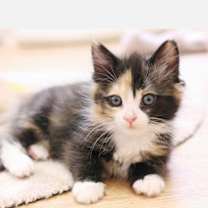 Thumbnail photo of Cats and Kittens #1