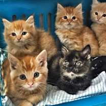 Thumbnail photo of Cats and Kittens #2