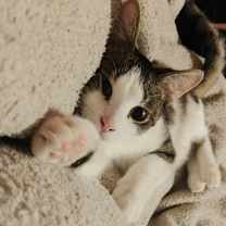 Thumbnail photo of Ferdinand (aka Fern) #2