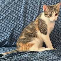 Thumbnail photo of Electra SR4 #3