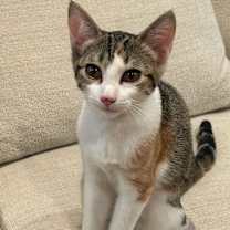 Thumbnail photo of Electra SR4 #4