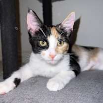 Thumbnail photo of Chassy #4