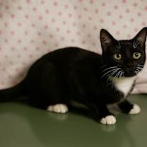 Thumbnail photo of Thackery Binx #4