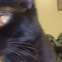 Thumbnail photo of Taurus Moon #3