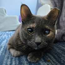 Thumbnail photo of Lucky #1