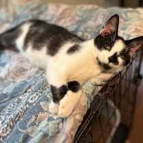 Thumbnail photo of Marble 4 #3