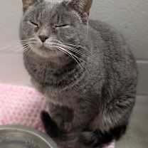 Thumbnail photo of Belladonna #3