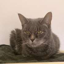 Thumbnail photo of Belladonna #4