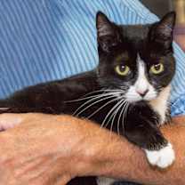 adopt a pet