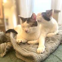 Thumbnail photo of Rusty and Poe #3