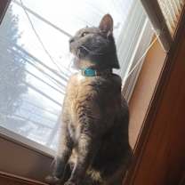 Thumbnail photo of Mouse #3