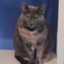 Thumbnail photo of Mouse #4