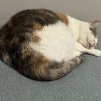 Thumbnail photo of Gypsy #4