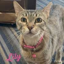 Thumbnail photo of Lily #seeks-out-affection #1