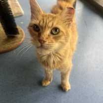 Thumbnail photo of Sophie #1