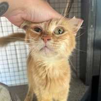 Thumbnail photo of Sophie #2