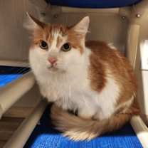 Thumbnail photo of Guppy #3