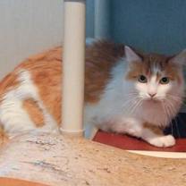 Thumbnail photo of Guppy #4