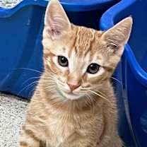 Thumbnail photo of Kitten Gonzo #1