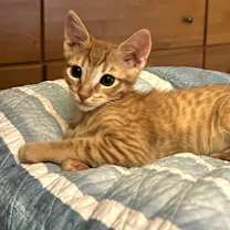 Thumbnail photo of Kitten Gonzo #2