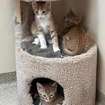 Thumbnail photo of Kitten Gonzo #3