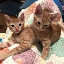 Thumbnail photo of Kitten Gonzo #4