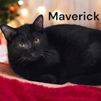 Thumbnail photo of Maverick #1