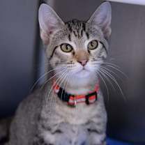 Thumbnail photo of Kristoff #1