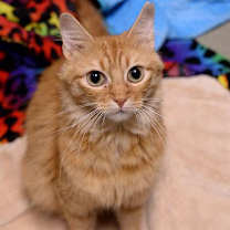 Thumbnail photo of Charli #1