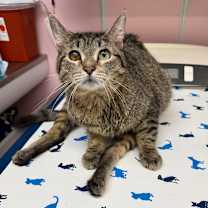 Thumbnail photo of Scooter #3