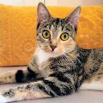 Thumbnail photo of Mary Shelley #1