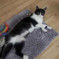 Thumbnail photo of Porsche #3