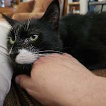 Thumbnail photo of Mittens #2