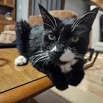 Thumbnail photo of Mittens #3