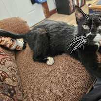 Thumbnail photo of Mittens #4