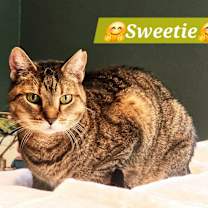 Thumbnail photo of Sweetie #1