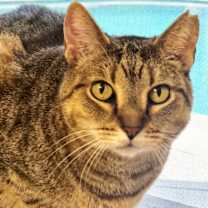 Thumbnail photo of Sweetie #3