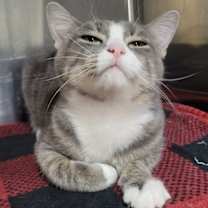 Thumbnail photo of Oblina #3