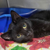 Thumbnail photo of Duplo #2