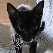 Thumbnail photo of Fleur #3