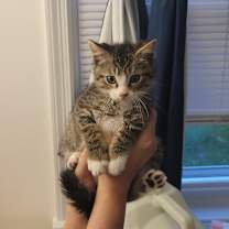 Thumbnail photo of Honeysuckle (paired with Lavender) #3