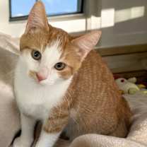 Thumbnail photo of Carrot #3