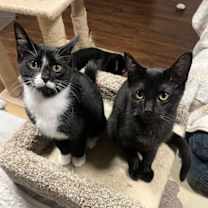 Thumbnail photo of Lexus #3