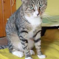 Thumbnail photo of Vincent #1