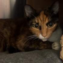 Thumbnail photo of Callie O'Malley #3