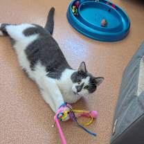 Thumbnail photo of Simon #4