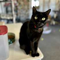 Thumbnail photo of Shadow #4