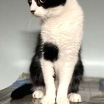 Thumbnail photo of BASHFUL BABU #1