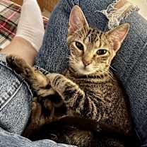 adopt a pet