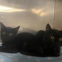 Thumbnail photo of Taquito #2